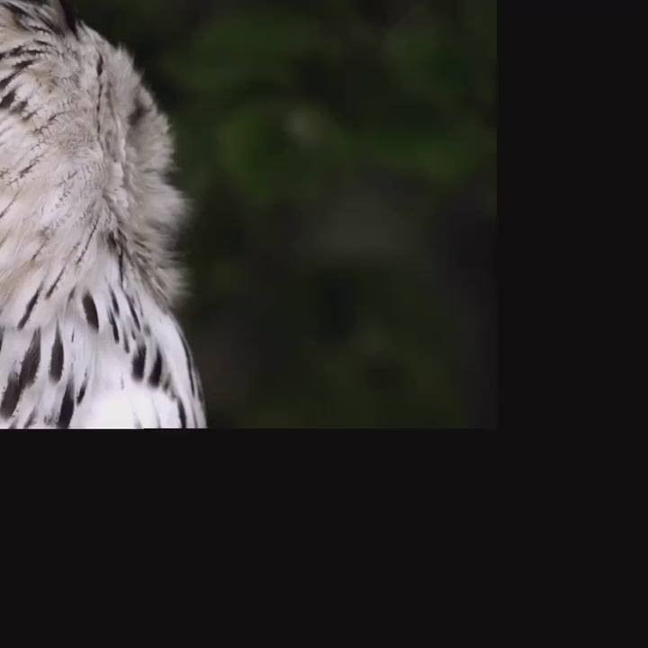 Load video: Boj 1932 çift kollu krom tirbuşonun videosu
